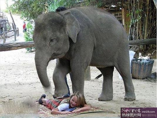 盘点全球搞笑动物照片:大象最疯狂