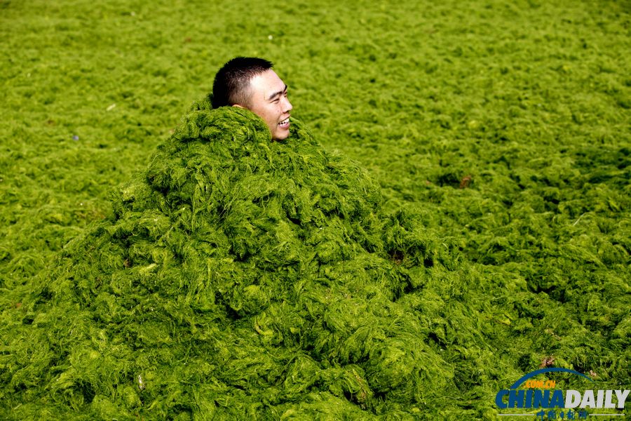 青岛迎入夏最大规模浒苔登陆