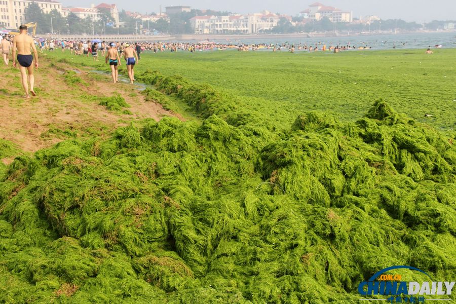 青岛迎入夏最大规模浒苔登陆