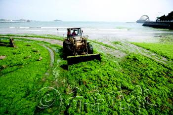 变废为宝,浒苔有望入药
