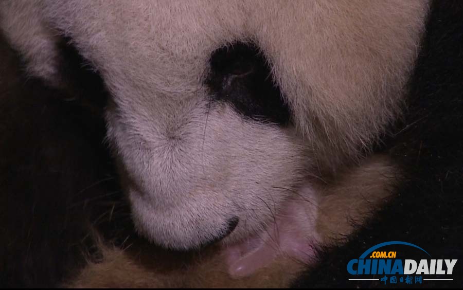 成都2013年第一只大熊猫宝宝诞生