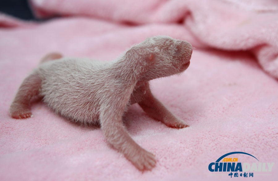 高清图：成都新生大熊猫宝宝在暴雨中诞生