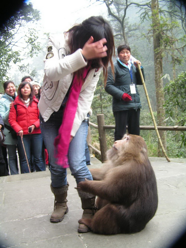 美女遭猴子扒衣服非礼