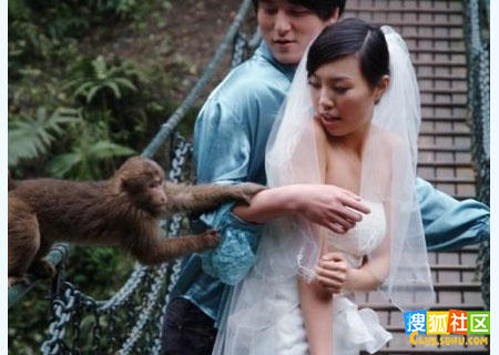 猴子扒内衣_猴子卡通图片