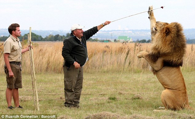 18岁驯兽师爱狮如命:为成年公狮做足底按摩