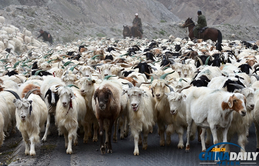 高清组图：新疆南部牧民牛羊陆续转场