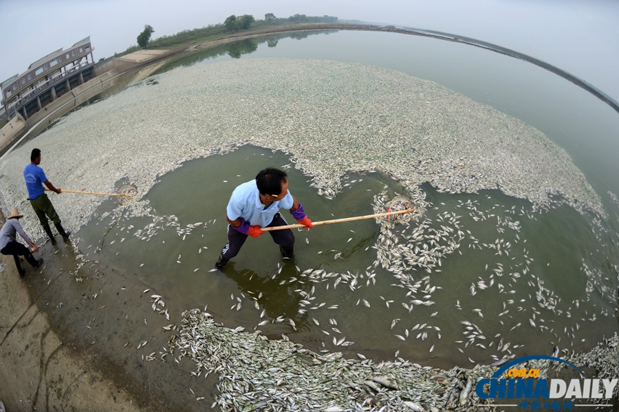 湖北武汉：府河40公里水道泛起成片死鱼
