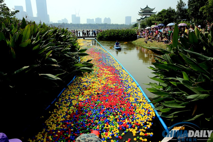 50000只五色小鸭深圳为爱漂流 壮观场面引围观