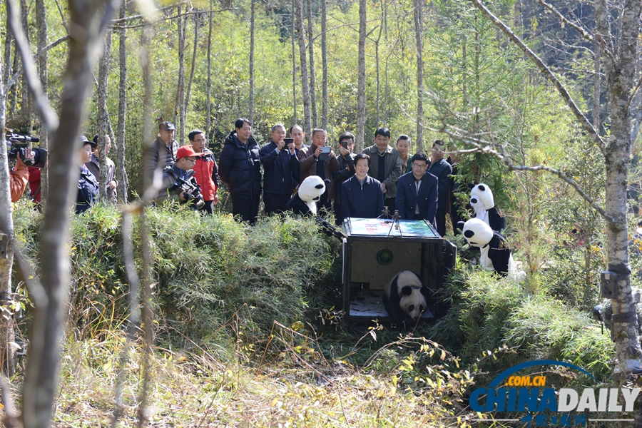 大熊猫“张想”野外放归山林