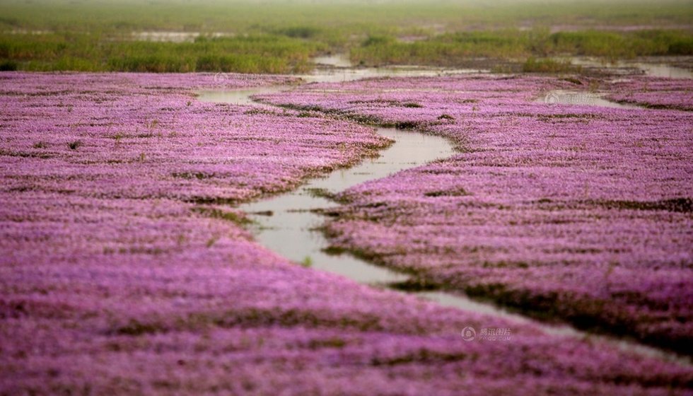 中国最大淡水湖提前枯水变成花海草原