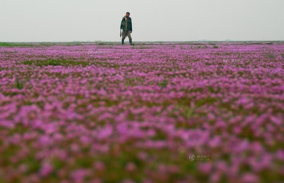 中国最大淡水湖提前枯水变成花海草原