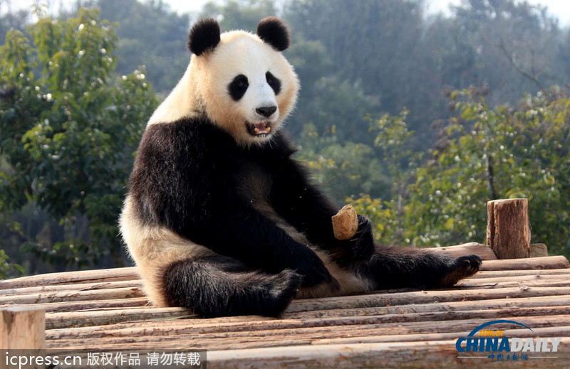 安徽休宁：大熊猫晒太阳卖萌憨态可掬