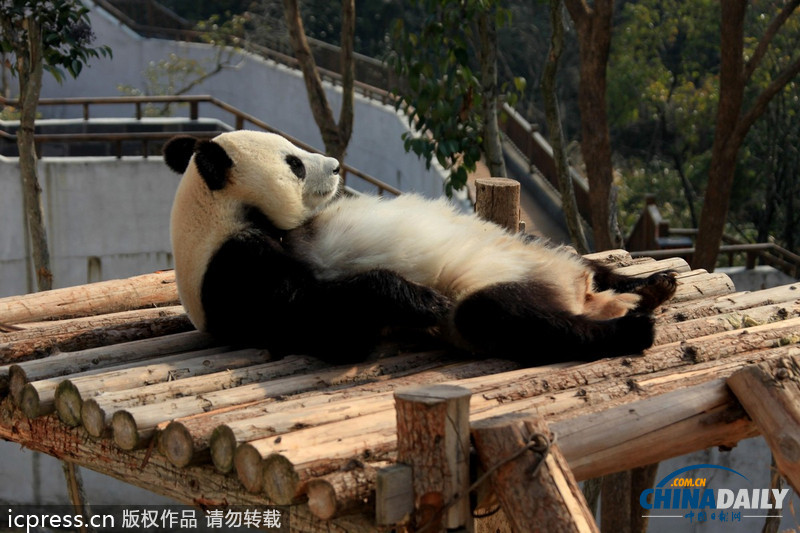 安徽休宁：大熊猫晒太阳卖萌憨态可掬
