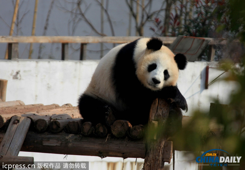 安徽休宁:大熊猫晒太阳卖萌憨态可掬