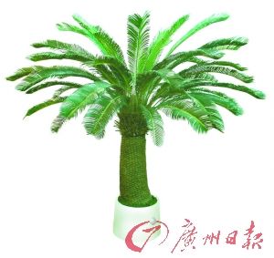 广州植物园一级保护植物被人挖回家炒菜(图)