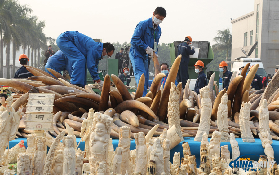 中国公开销毁6.1吨执法查没象牙
