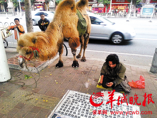 广东闹市惊现牵骆驼乞讨者路人不给钱就打骆驼