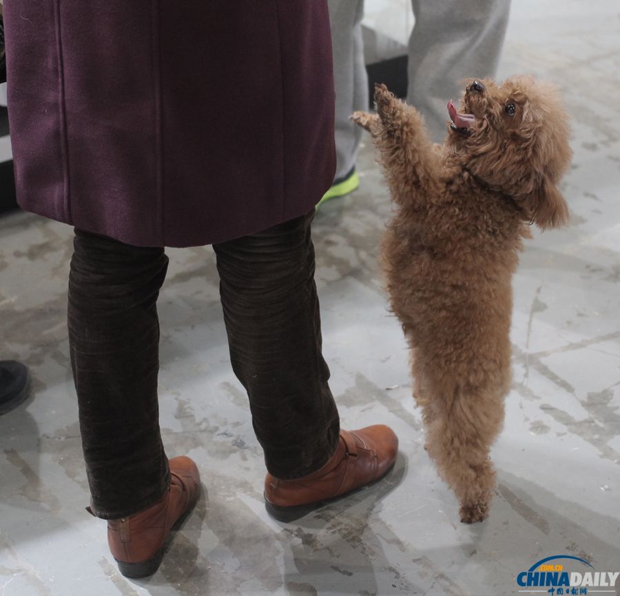 第三届上海犬博会上萌宠齐聚
