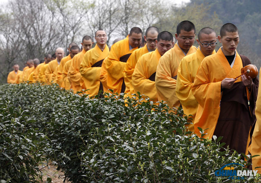“法净禅茶”开始采摘