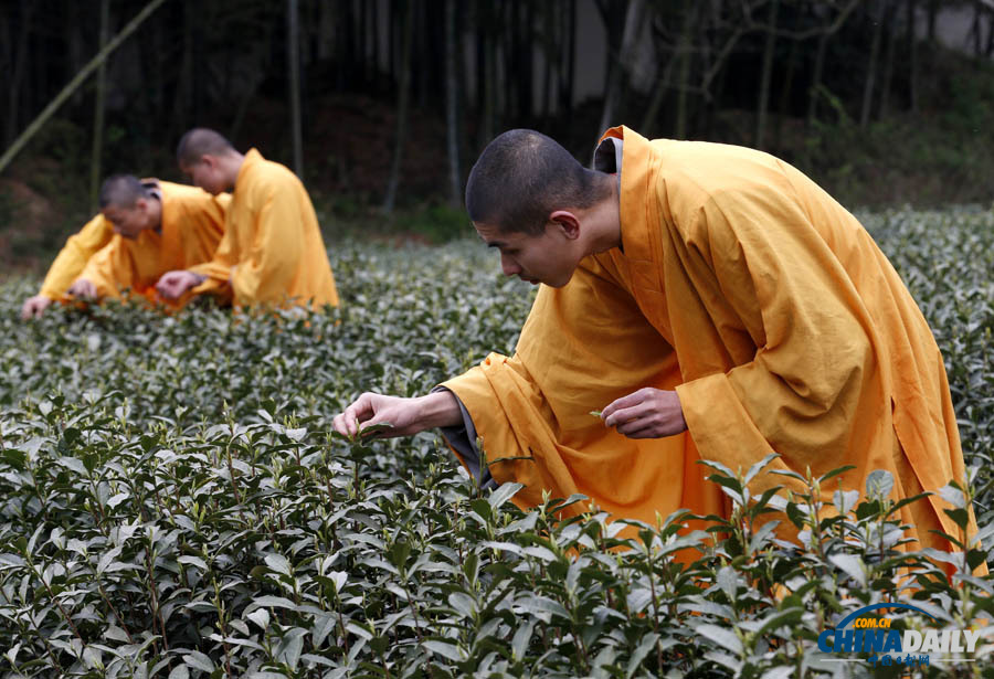 “法净禅茶”开始采摘