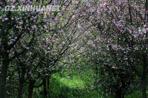 阳春三月 清镇多彩花海醉游客