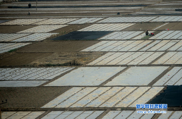 甘肃：覆膜抗旱保春耕