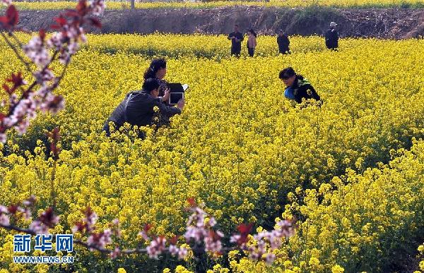 山东济南：油菜花开乐农家