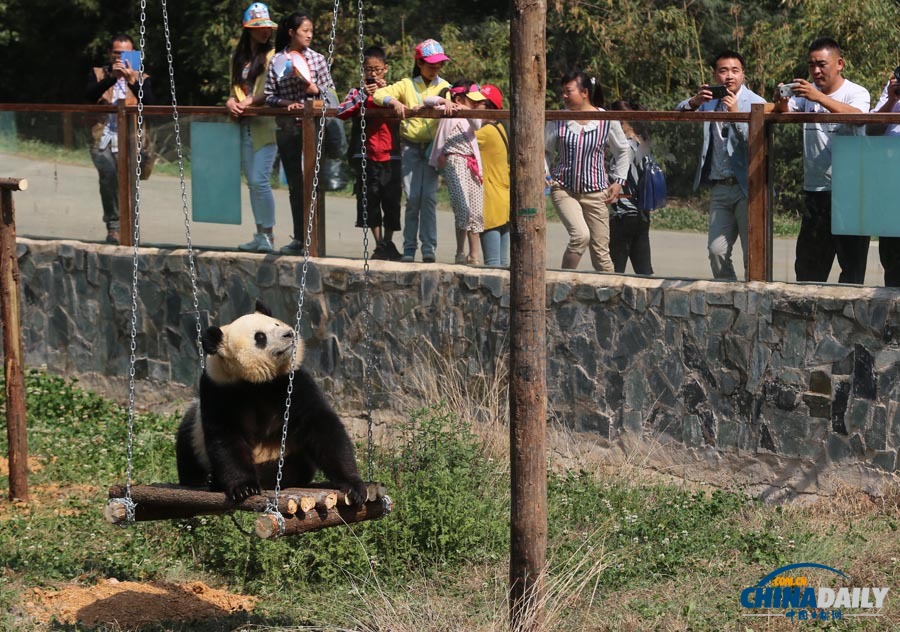 云南唯一大熊猫情绪低落 动物园想尽办法为其找乐