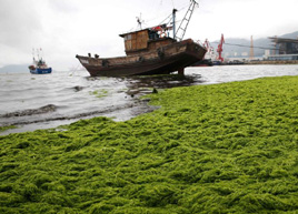 浒苔侵袭连云港 海岸覆盖大面积“绿毯”