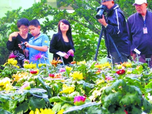 踏秋赏菊