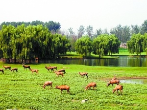 北京最大湿地公园开门迎客 此前曾是垃圾场