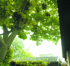 逝去的斜街(图)