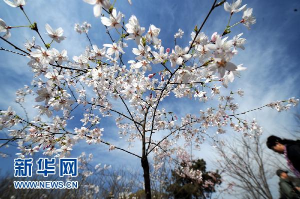日本国花樱花北京绽放（组图）