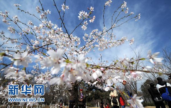 日本国花樱花北京绽放（组图）