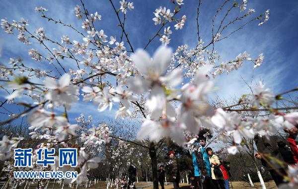 日本国花樱花北京绽放（组图）