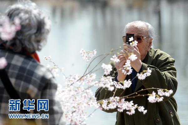 日本国花樱花北京绽放(组图)