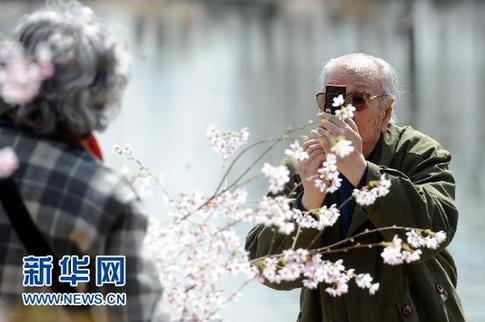 日本国花樱花北京绽放