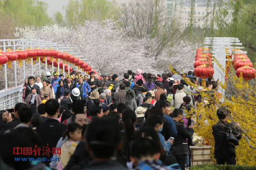 北京玉渊潭樱花节游客不文明行为煞风景(图)
