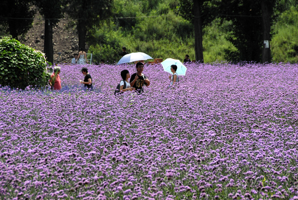 与你畅游“花花世界”：密云，一个让心灵绽放的地方