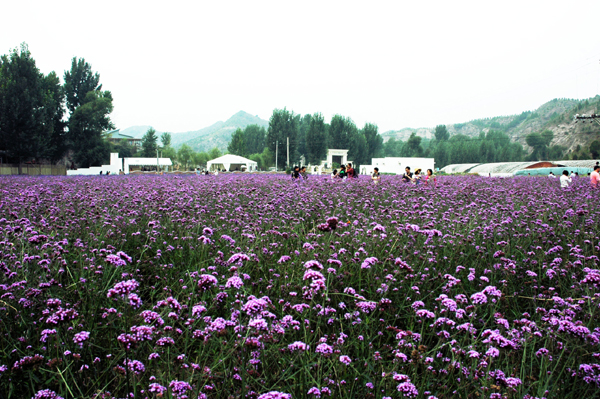 与你畅游“花花世界”：密云，一个让心灵绽放的地方