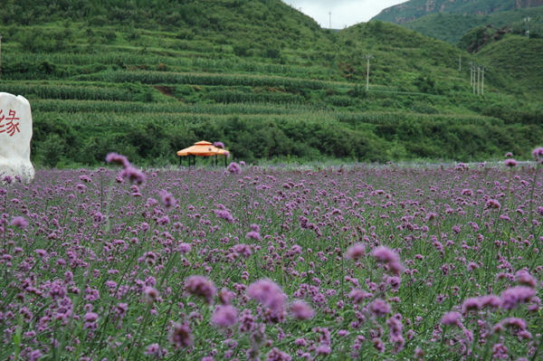 与你畅游“花花世界”：密云，一个让心灵绽放的地方