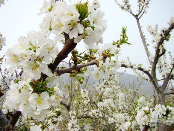 赏樱踏青好去处 京郊顺义龙湾屯[图]