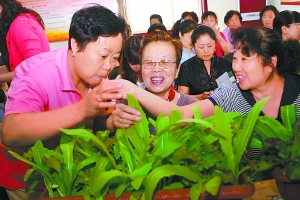 居民阳台小菜园四季青菜不歇茬[图]