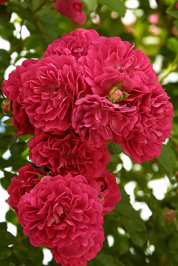 高原怒放的花朵(组图)