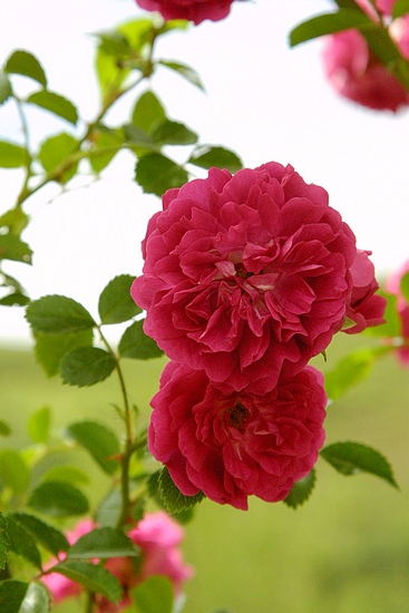高原怒放的花朵(组图)