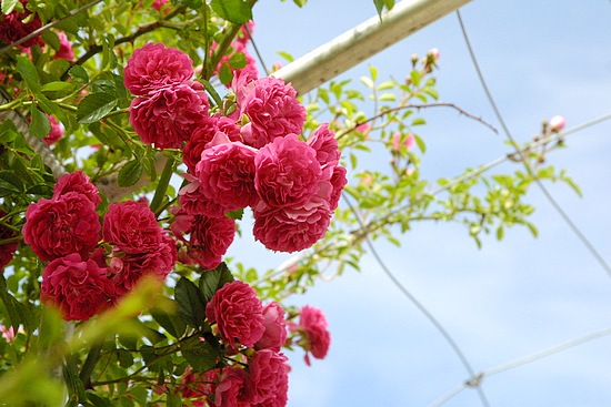 高原怒放的花朵(组图)