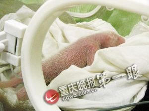 怀孕5个月 刚生下双胞胎的大熊猫娅娅很偏心