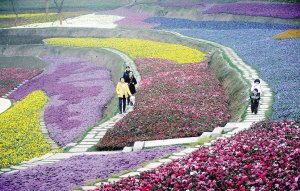 太美了!化工厂变身公园 能看薰衣草花田