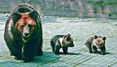 这对马熊宝宝乖不?大家帮忙取个名吧