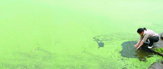 外来入侵生物 是敌是友?